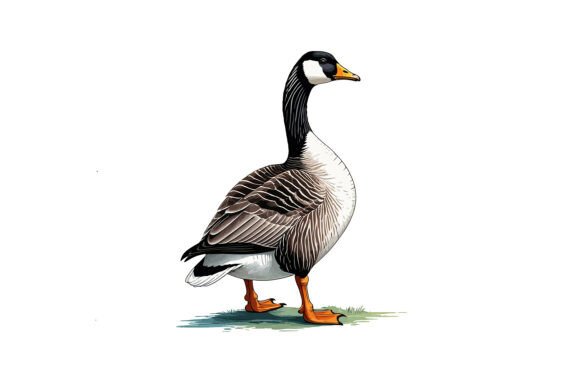 Illustration of a Canada Goose Bird Vector